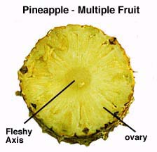 multiple fruit